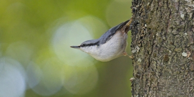 Nötväcka